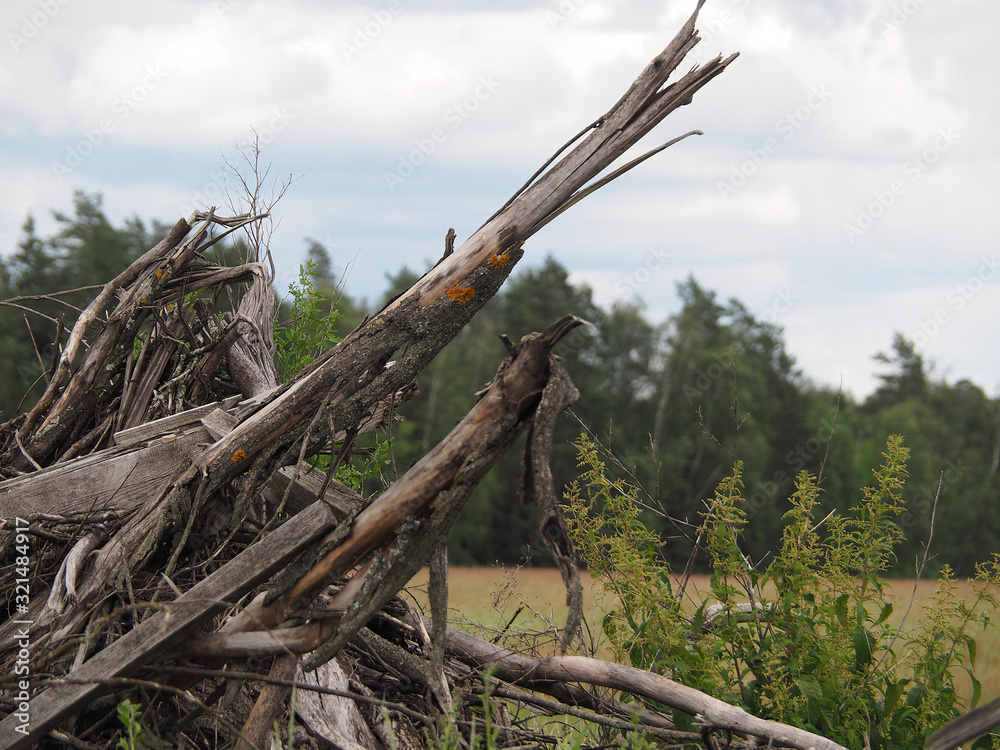 A large pile of old boards and dry tree branches on the background of the forest and clean nature. Storage of wooden debris in the field closeup.