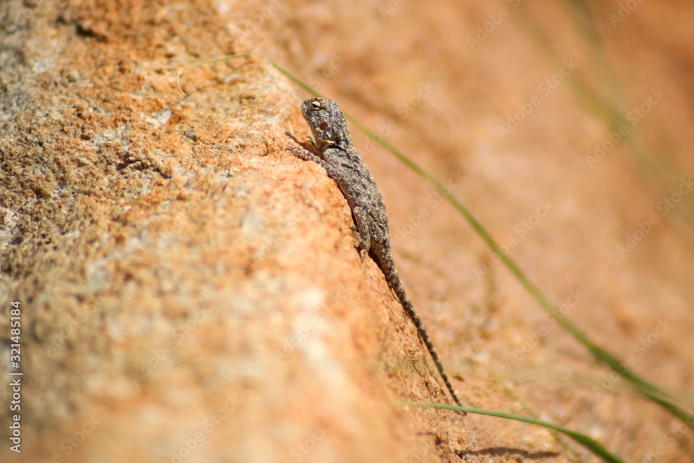 exotic gecko warming up on a sunny day exotic gecko warming up on a sunny day