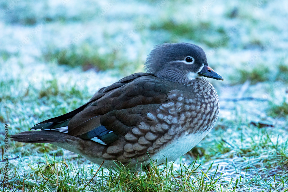Fototapeta premium Female mandarin duck