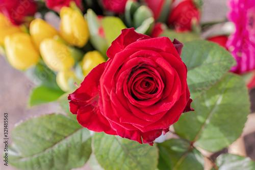 Springtime flowers. Red rose on floral background. Springtime  Mother s day  Valentine s Day  Easter concept.