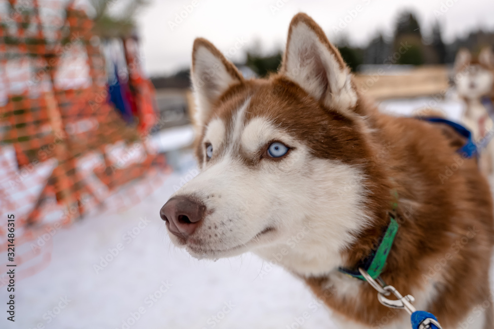 Husky dog close up photo with epic deep eyes in winter and snow. Dog walking on the street in the snow. Portrait of husky dogs Husky dog close up photo with epic deep eyes in winter and snow. Dog walking on the street in the snow. Portrait of husky dogs