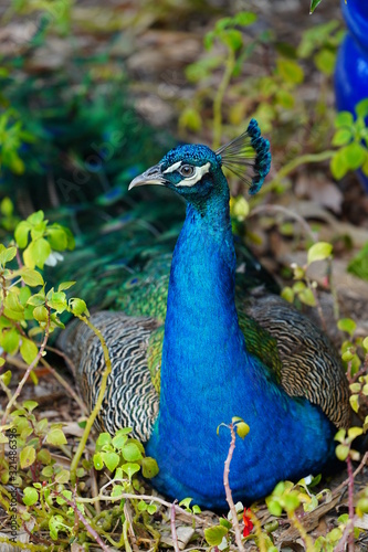 Wallpaper Mural Colorful green and blue male peacock bird Torontodigital.ca