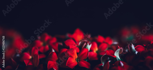 Fototapeta Naklejka Na Ścianę i Meble -  Red flowers panoramic border