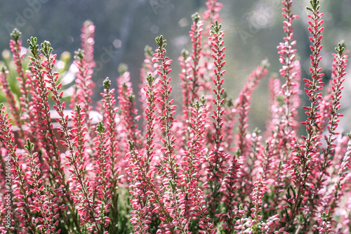 Detail of heather pink flowers blooming