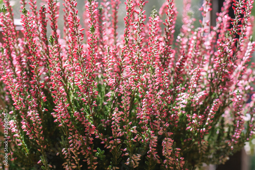 Common heather pink flowers blooming