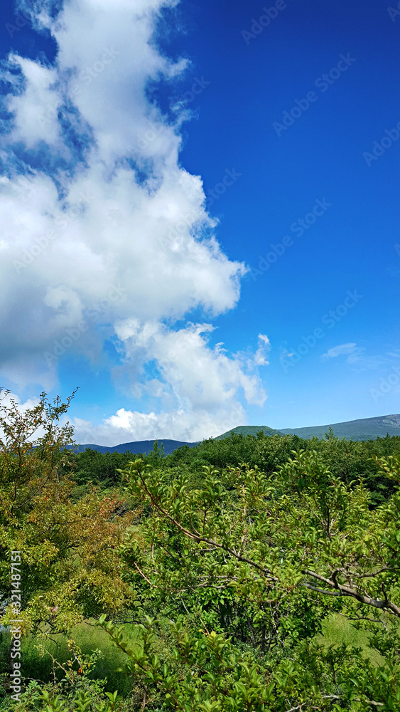 Fototapeta premium 제주도 한라산 1100고지 풍경