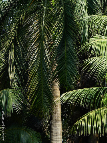 coconut tree in garden