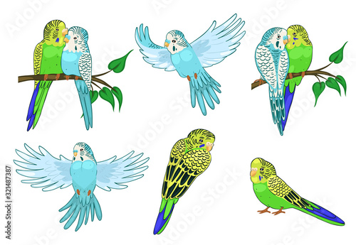 Set of budgies isolated on white background. Vector graphics.