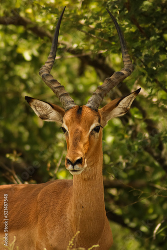 close-up of majestic impala antilope watching not to get eaten © Nektarstock