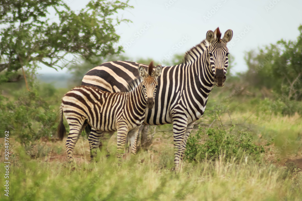 Fototapeta premium zebra family looking at the camera and waiting