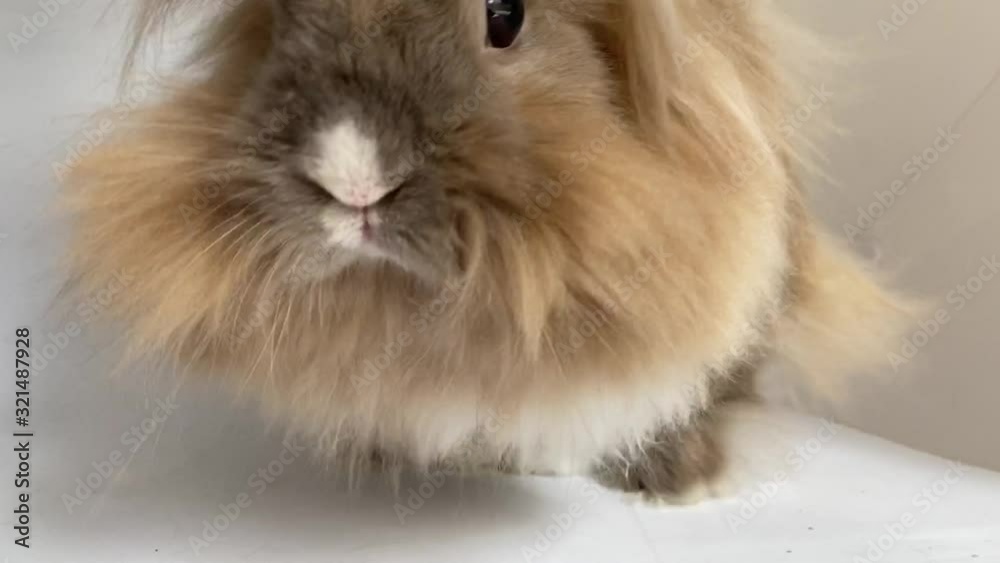 Cute lionhead rabbit Cute lionhead rabbit