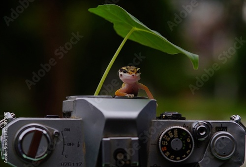 Gecko Leopard with camera analog