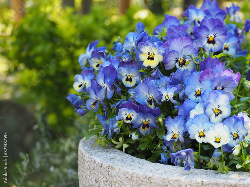 青い満開のパンジーの花