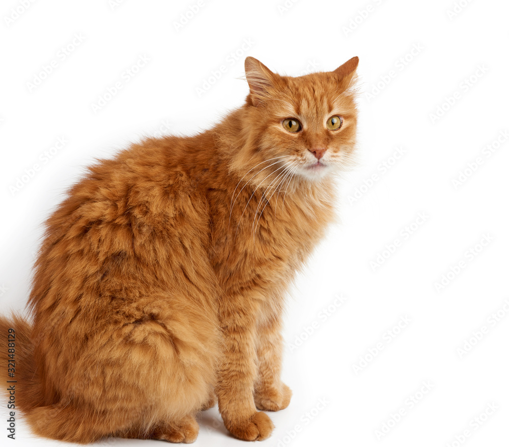 adult big fluffy red domestic cat sits sideways on a white background