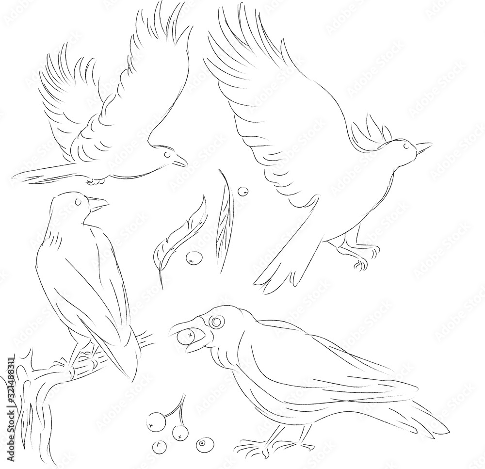 Vector crows lineart. Outline birds on white. Grafic isolated crows in flight. Wild birds. Illustration for coloring.  The bird is sitting on a branch. The bird carries in its beak.