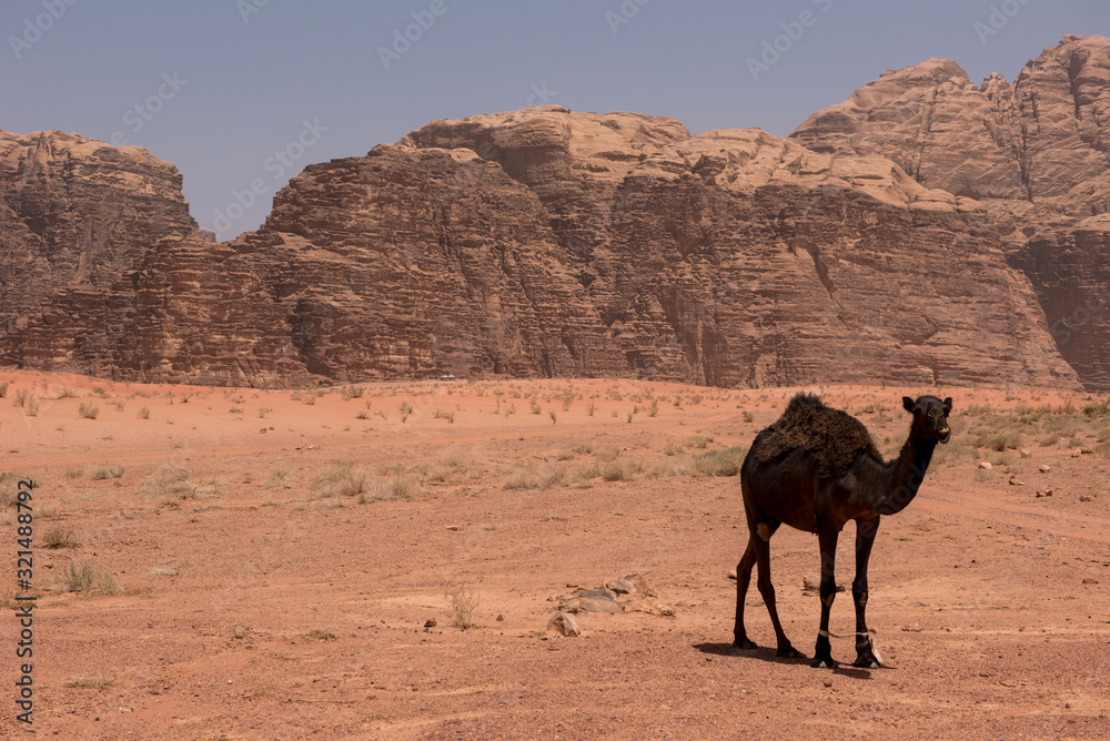 Camel resting in Wadi Rum desert, Jordan Camel resting in Wadi Rum desert, Jordan