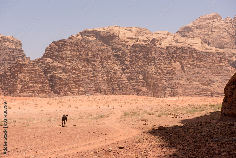 Camel in Wadi Rum desert, Jordan