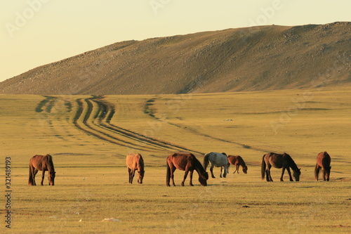 モンゴルの牧草地の馬