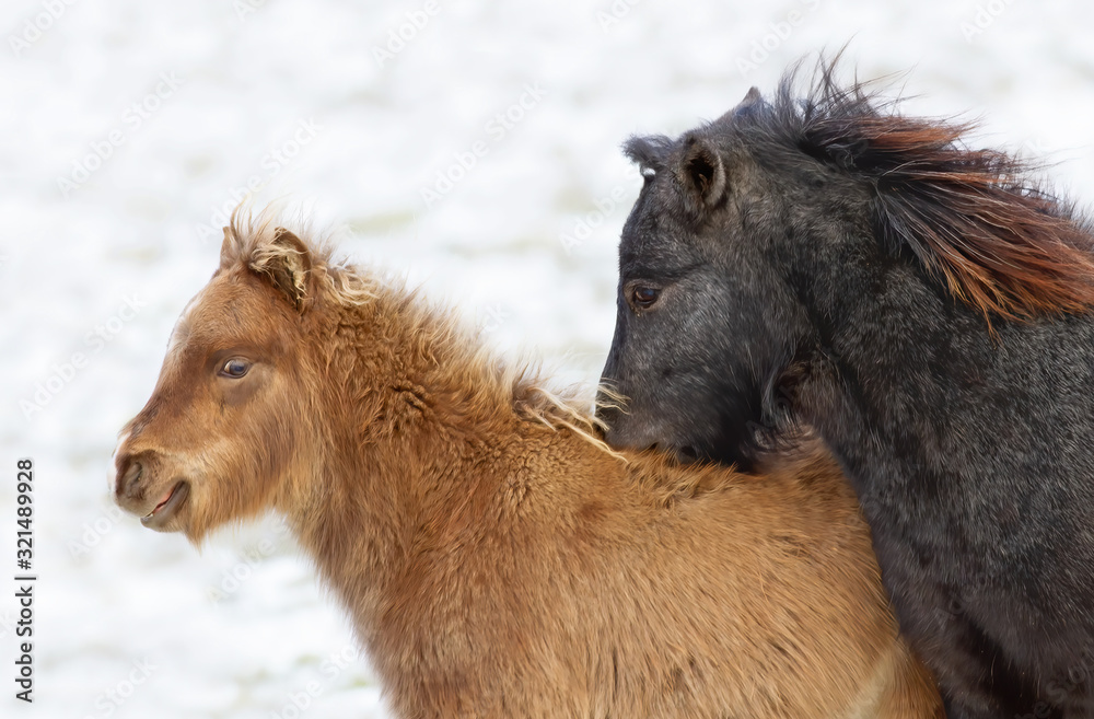 Two ponies standing in a meadow in winter in Canada