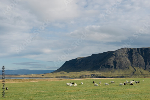アイスランドの牧草地