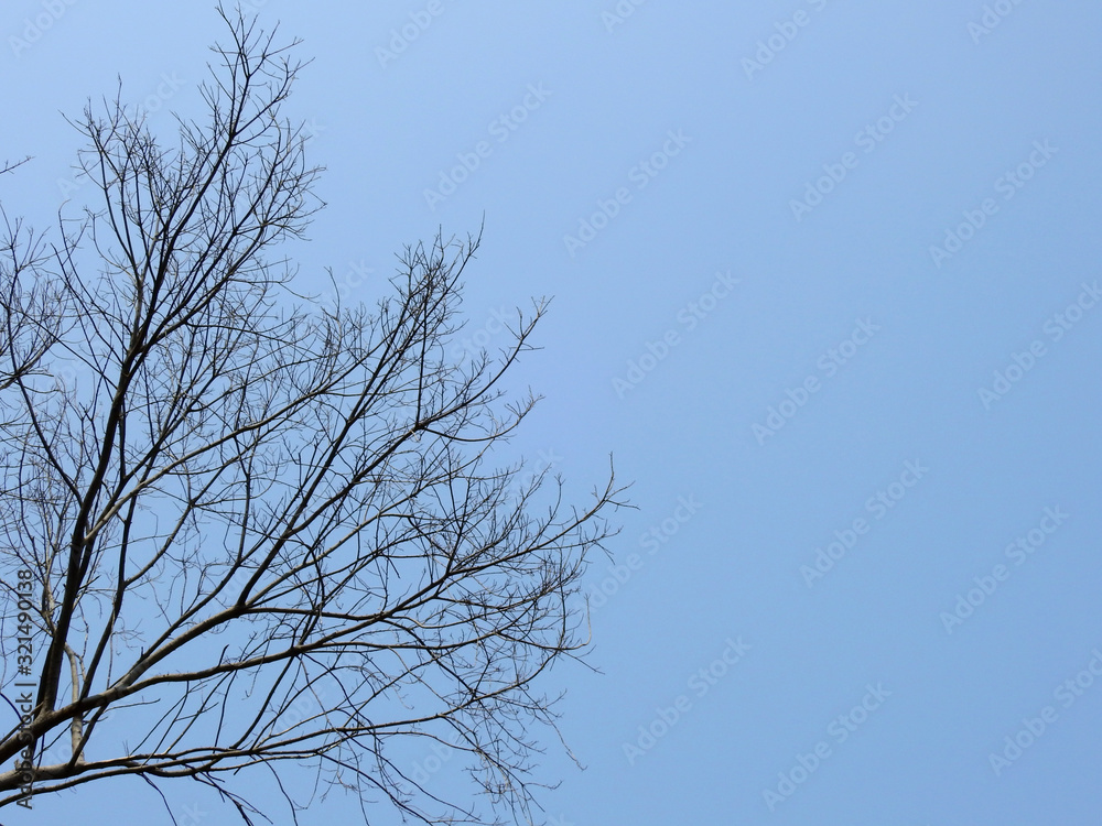 dry branch tree on blue sky background dry branch tree on blue sky background