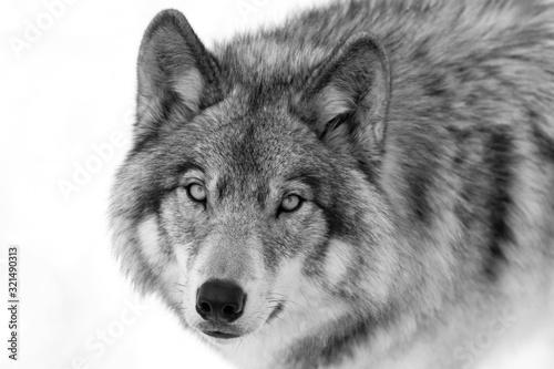 Timber Wolf or Grey Wolf Canis lupus portrait in black and white isolated on white background close-up in winter in Canada