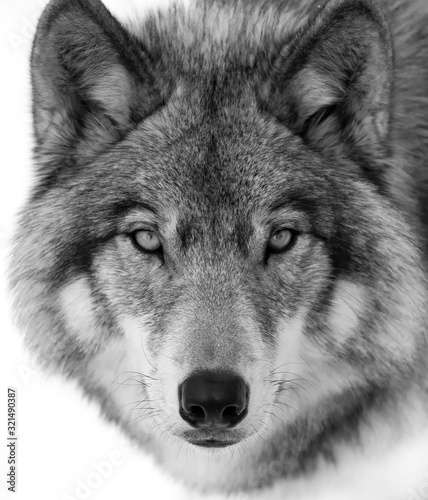 Timber Wolf or Grey Wolf Canis lupus portrait in black and white isolated on white background close-up in winter in Canada