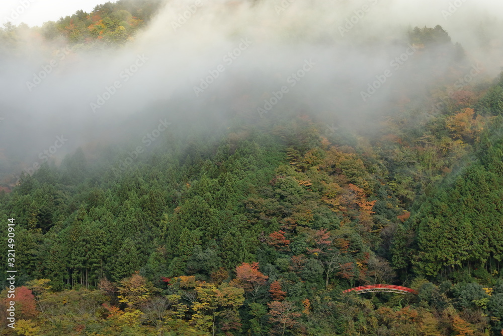 Fototapeta premium 紅葉と橋