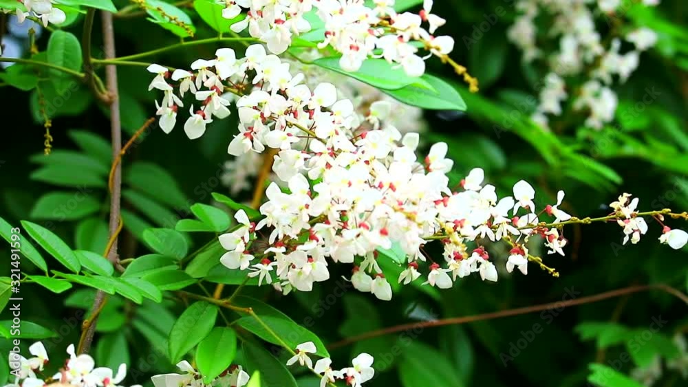 Jewel vine, Hog creeper, Malay jewelvine has properties of the root has