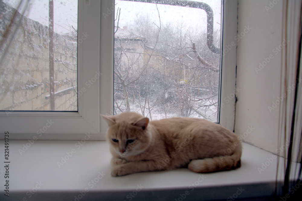 cat on the windowsill and outside the window is winter