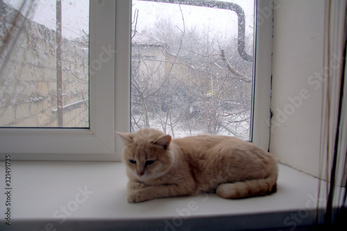 cat on the windowsill and outside the window is winter
