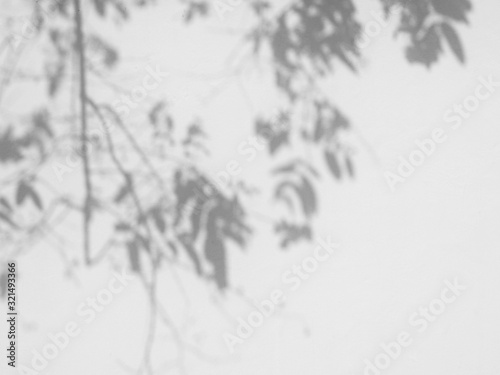 abstract shadow of branch tree with leaves on white wall