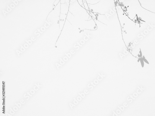abstract shadow of branch tree with leaves on white wall