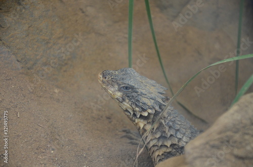 Foto Sungazer, giant girdled lizard or giant dragon lizard or giant zonure (Smaug giganteus, syn