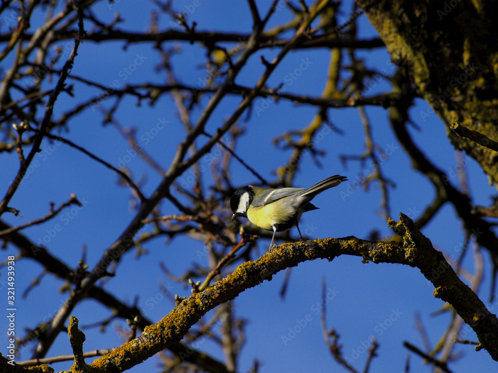 Naklejka premium bird on a branch