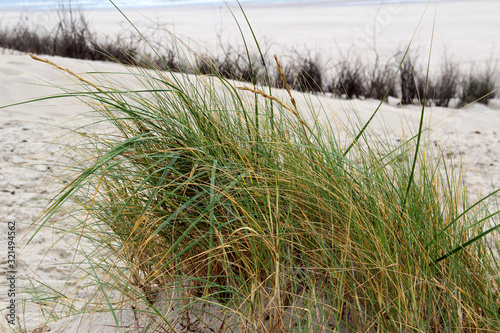 Fototapeta Naklejka Na Ścianę i Meble -  blick auf gras auf dem weißen sand strand der  nordsee insel juist in deutschland
