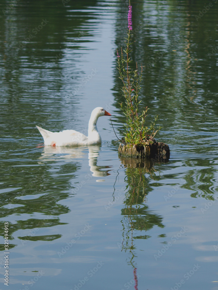 Fototapeta premium swan and cygnets