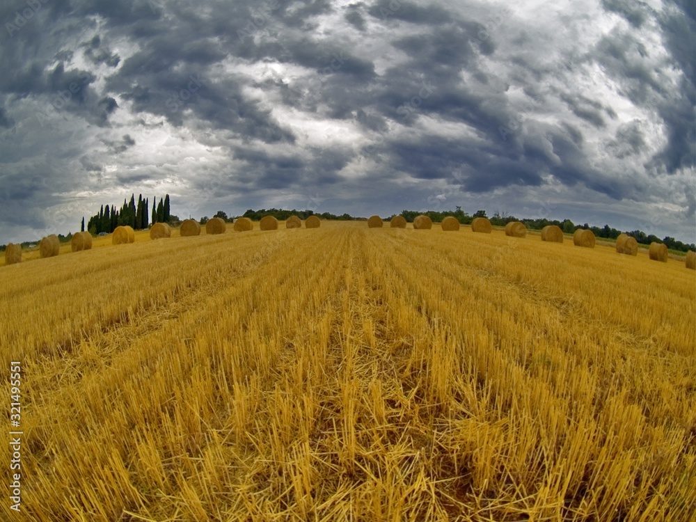 field field