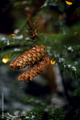 pine cones on a branch covered with snow