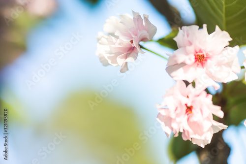 Pink cherry blossoms against the blue sky. Blossoming sakura  natural plants Japanese cherry  Prunus serrulata. in spring. Spring border or background art with pink blossom