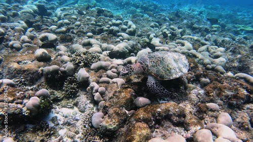 Sea turtle underwaer against colorful reef with ocean waves at surface water.