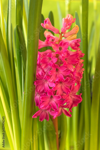 spring blooming hyacinth flowers in nature.