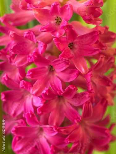 spring blooming hyacinth flowers in nature. © homohomozaza