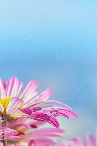 Close up of a bright flower and water drops in the morning  depth of field