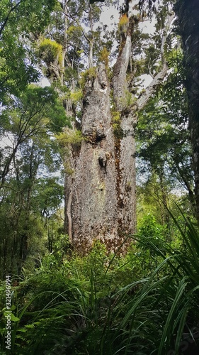 Fototapeta Naklejka Na Ścianę i Meble -  tree in forest