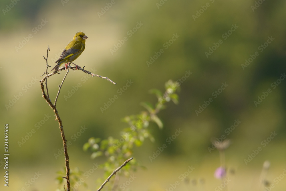 Greenfinch bird perched on a small branch. Bird on a natural green background. Greenfinch bird perched on a small branch. Bird on a natural green background.