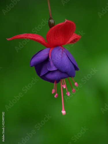 Obraz na płótnie flower