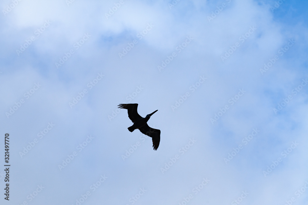 Fototapeta premium Silhouette of a pelican flying in cloudy sky