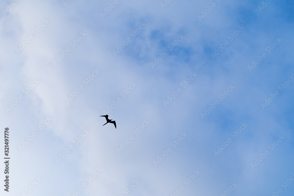 Silhouette of frigate bird flying in the blue sky Silhouette of frigate bird flying in the blue sky