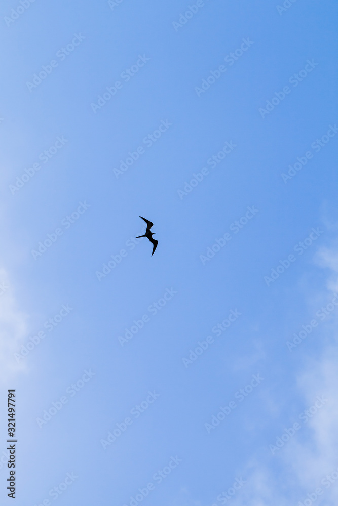 Silhouette of frigate flying in the blue sky
